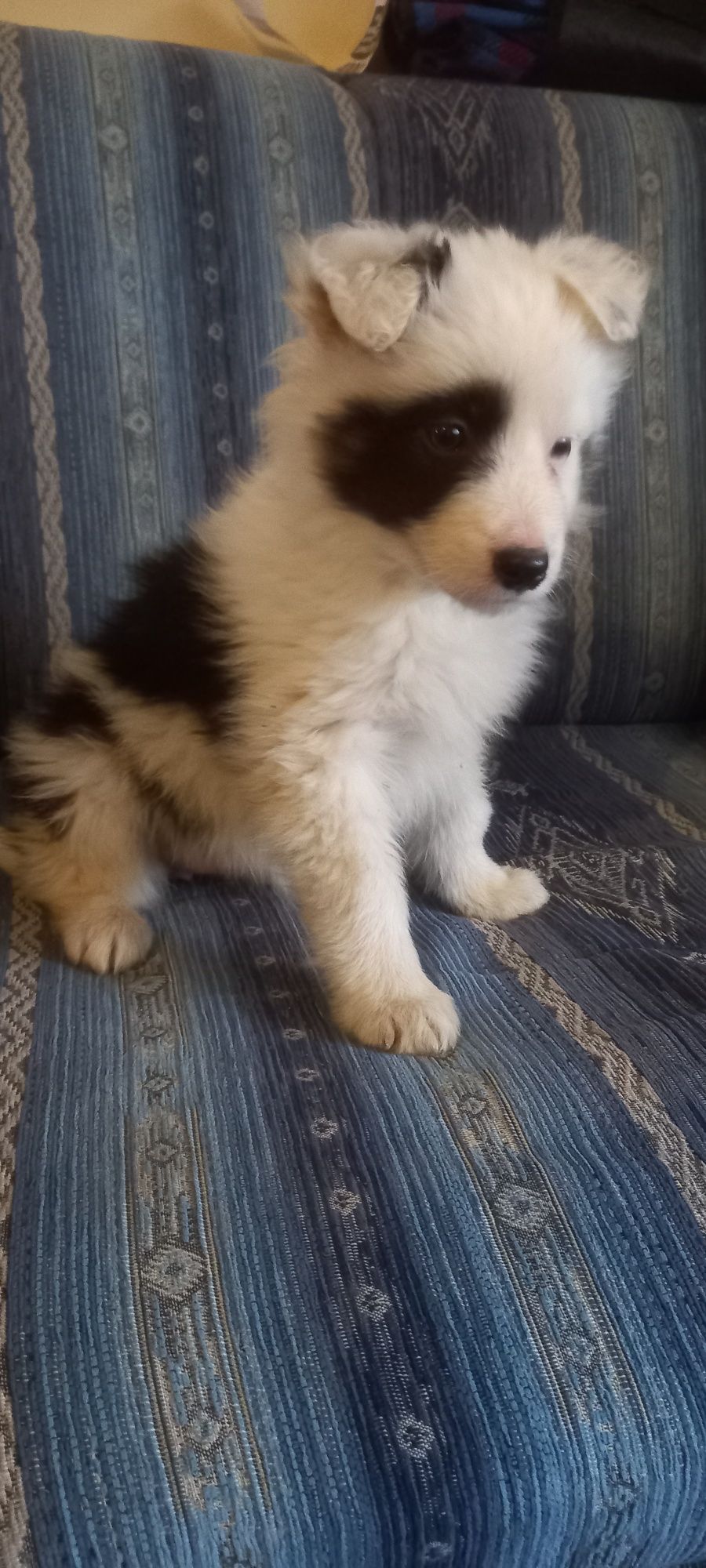 Border Collie ur. 09.06.2025 r. (Piesek)
