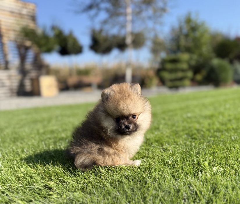 Szpic miniaturowy pomeranian chłopczyk pies GOTOWY DO ODBIORU
