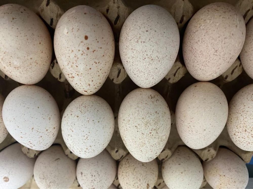 Яйца индейки на подсыпку или в пищу