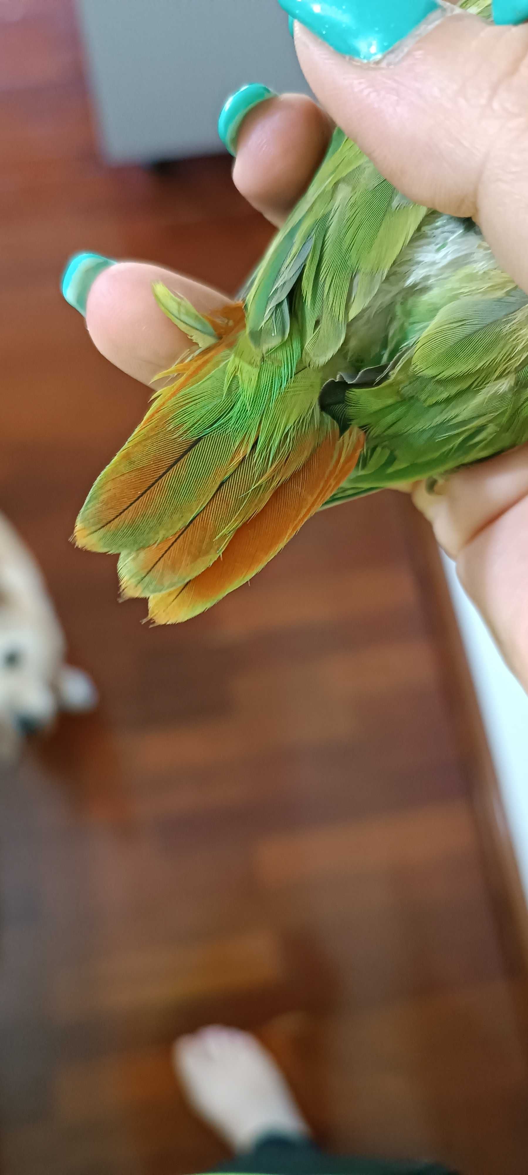 Tenho para ceder estes dois irmãos de Agapórnis Roseicolis verdes