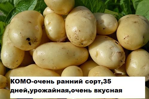 Продам картошку на посадку