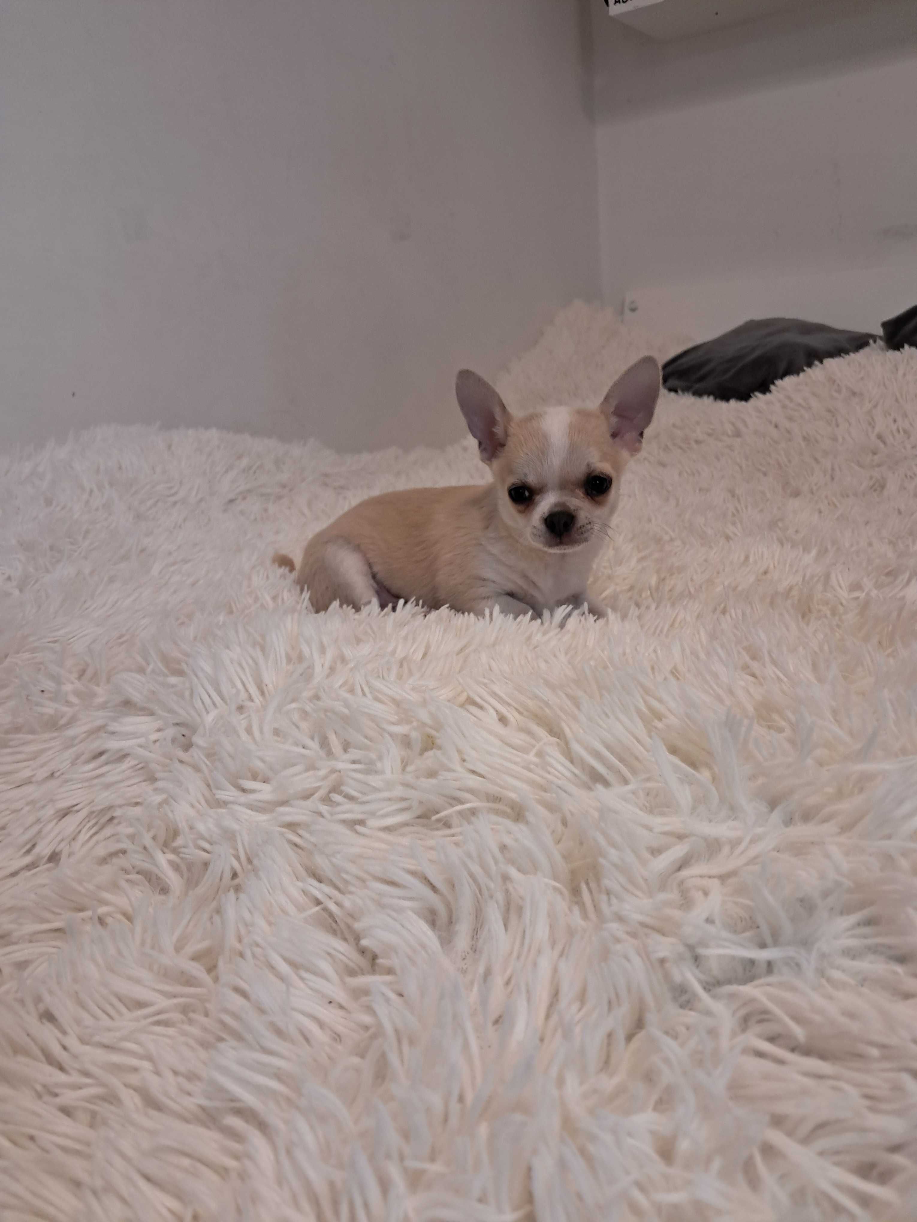 Piekny piesek Chihuahua.