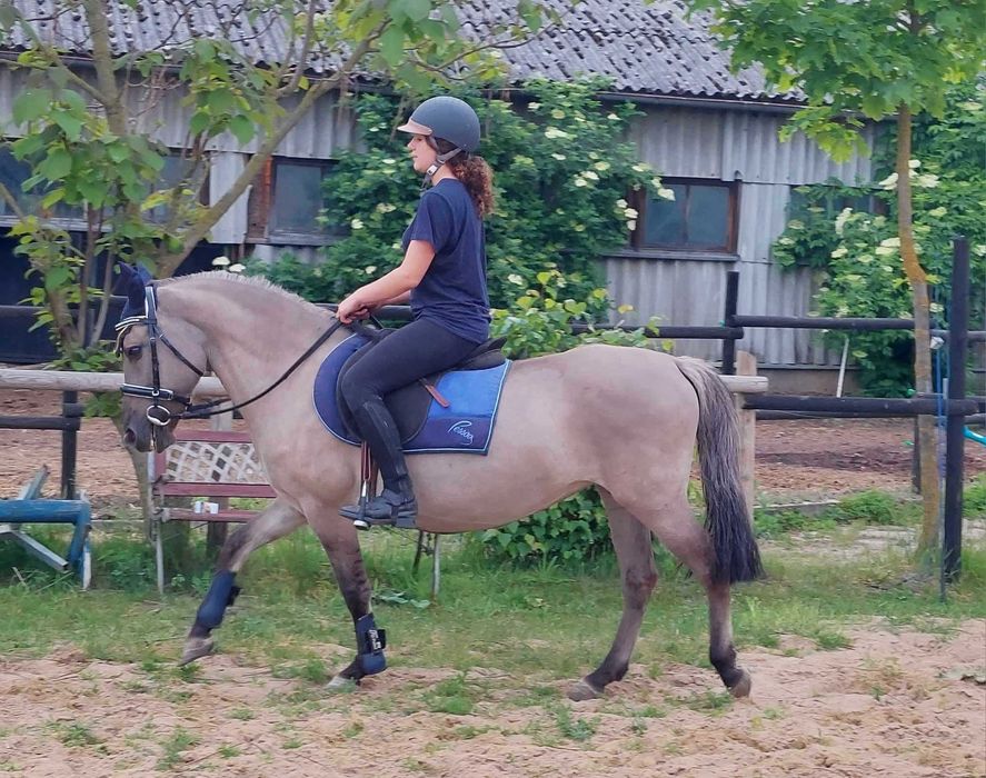 Grzeczna, źrebna klacz dla dzieci, hopoterapii, zaprzęgu
