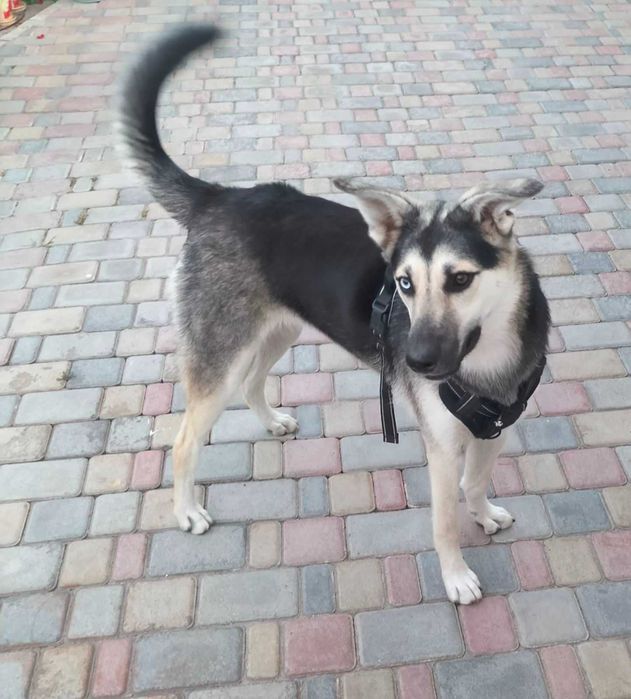 Красуня стерилізована дівчинка, один рік