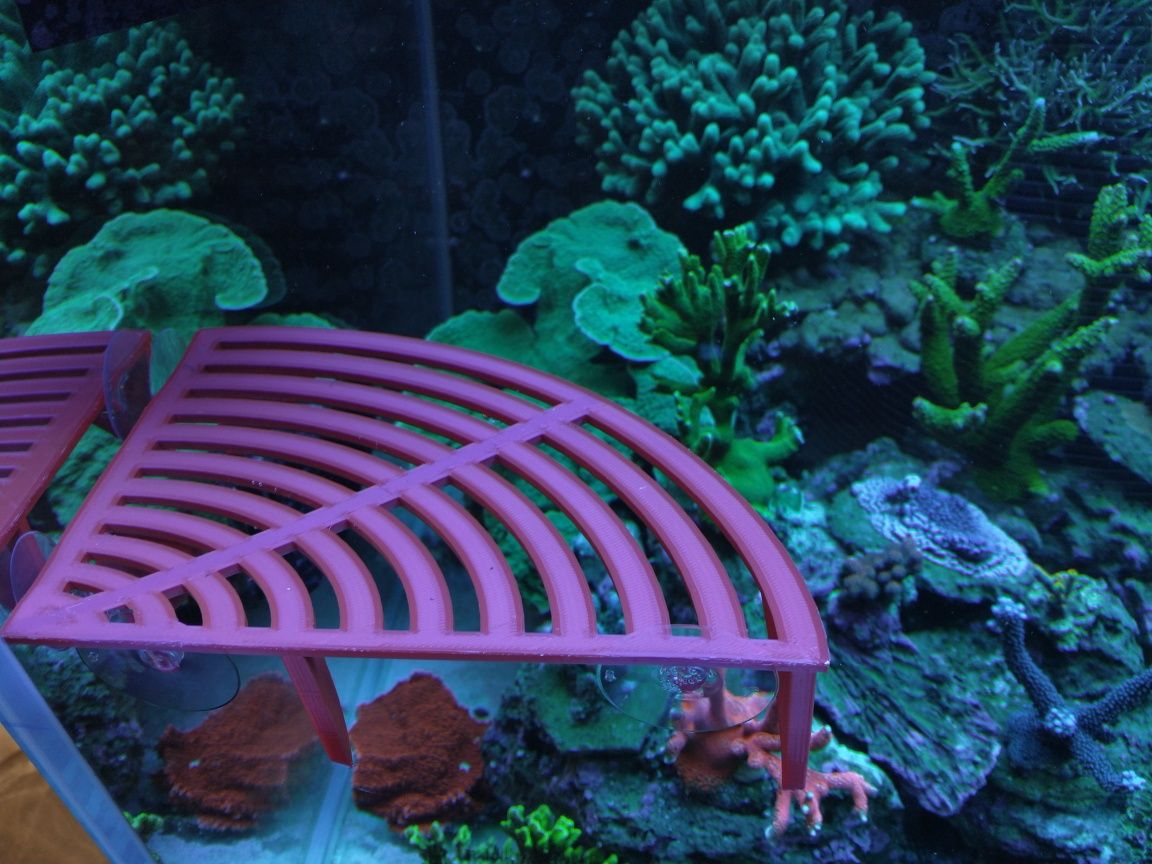 Półka pod szczepki narożna akwarium morskie