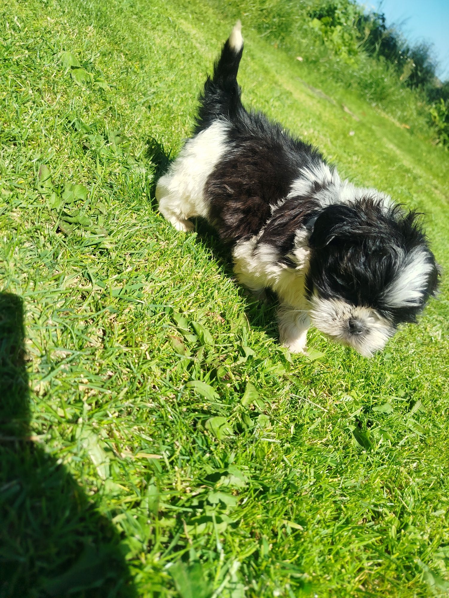 Shih tzu gotowe do odbioru