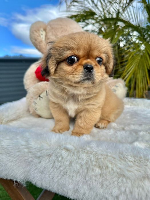 Pequines menino lindo