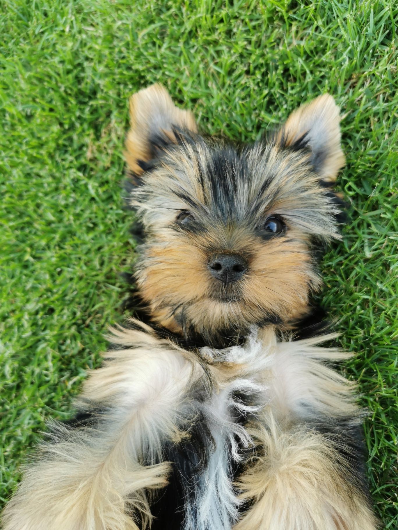 Yorkshire terrier piesek