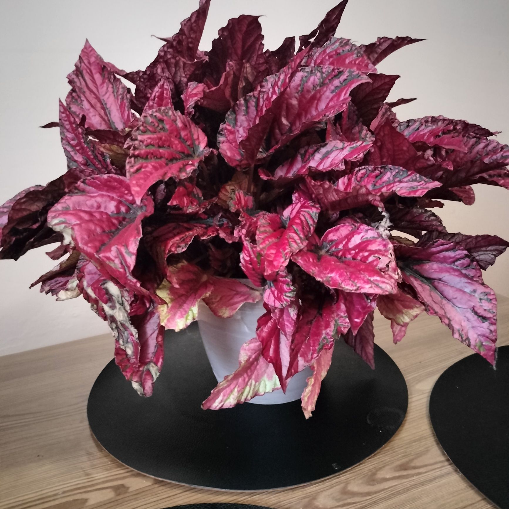 Begonia Inca Flame / piękna czerwona begonia