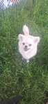 Reproduktor Chihuahua długowłosa