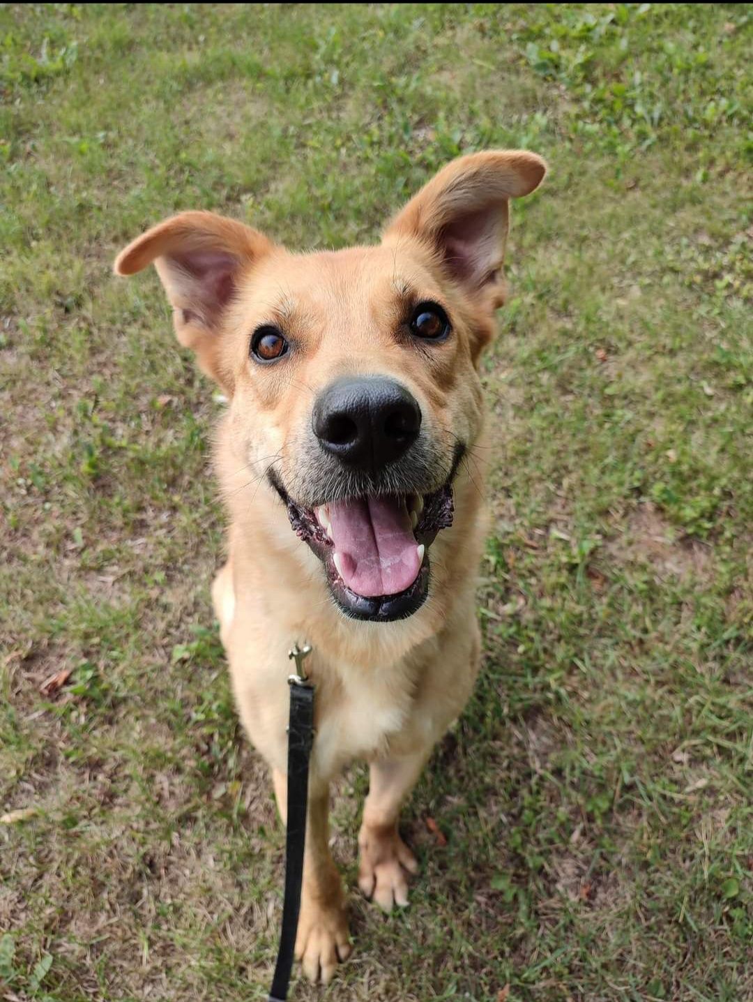 Oro do adopcji , do dobrego opiekuna