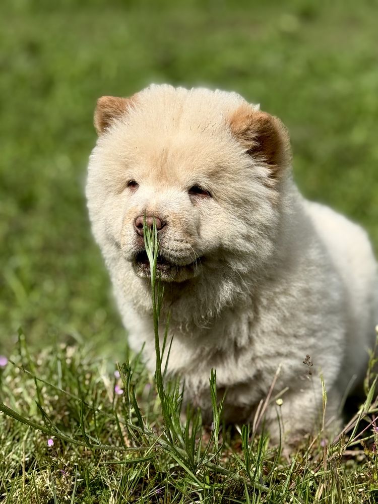Chow Chow - piesek ARES