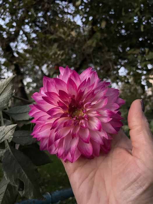 Жоржини / Георгіни