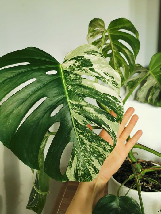 Monstera variegata - 10 liści