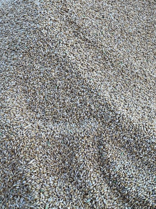 Ячмінь зерно Ярий Ячмінь зернові тваринництво