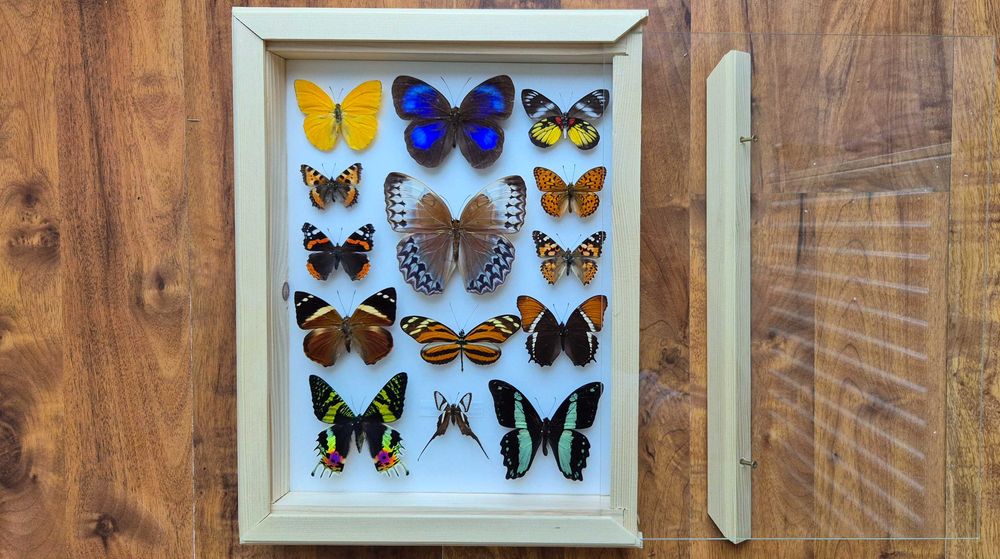 Gablotka motyle ćmy Stichophthalma Thaumantis Urania Papilio i inne