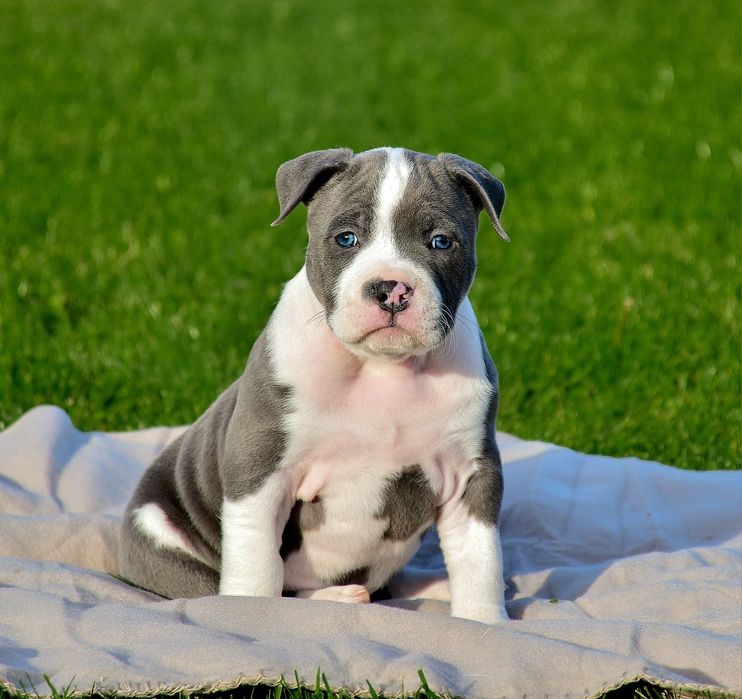 American Staffordshire Terrier FCI samiec