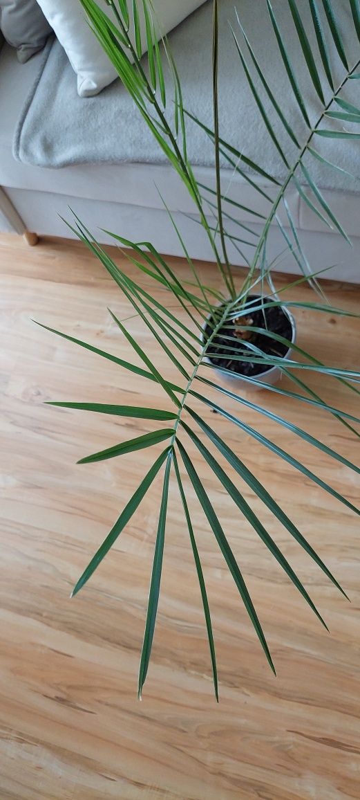 Palma Królewska Phoenix Canariensis