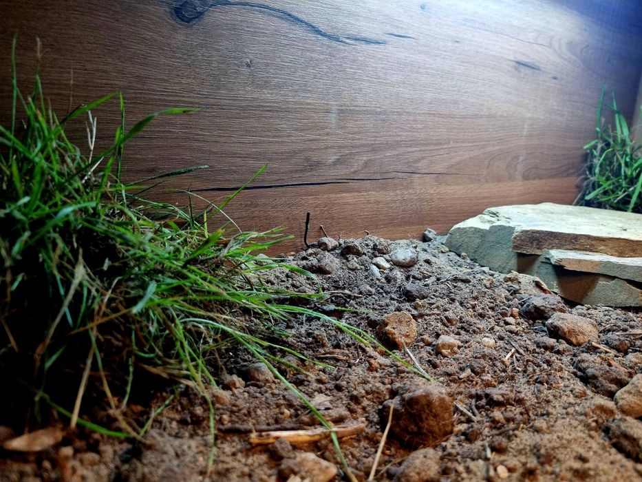 Terrarium 100x40x40 żółw lądowy grecki stepowy