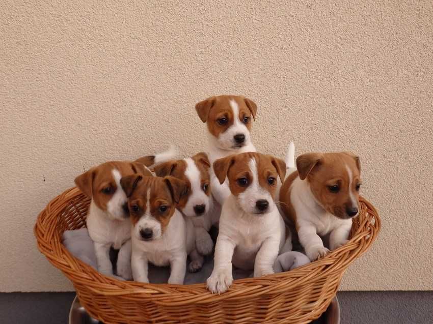 Jack Russell Terrier od# S M A R T I E * J  A C K S # parents FCI/ZKwP