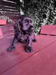 Cocker spaniel angielski piesek