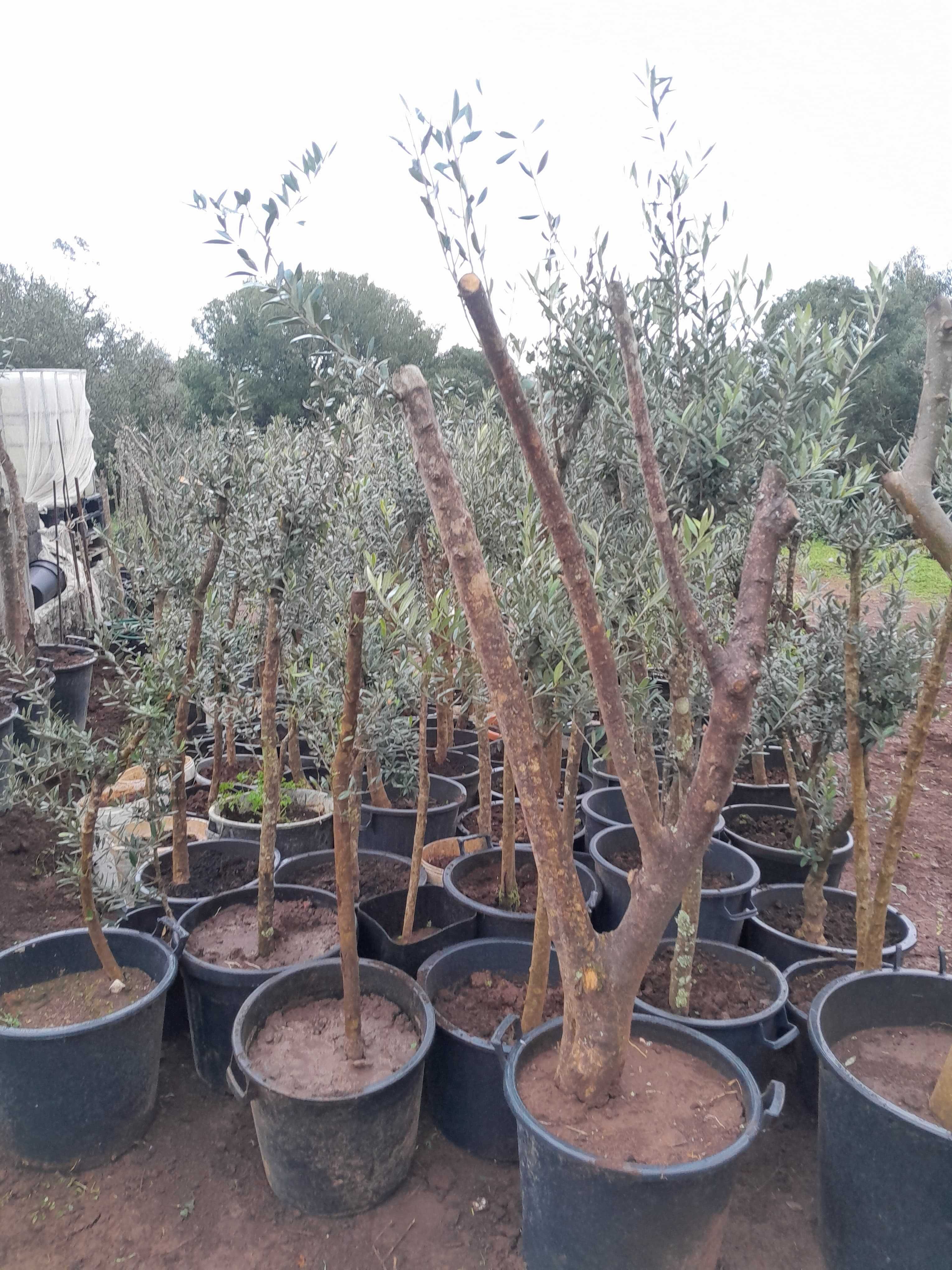 Oliveiras Galegas