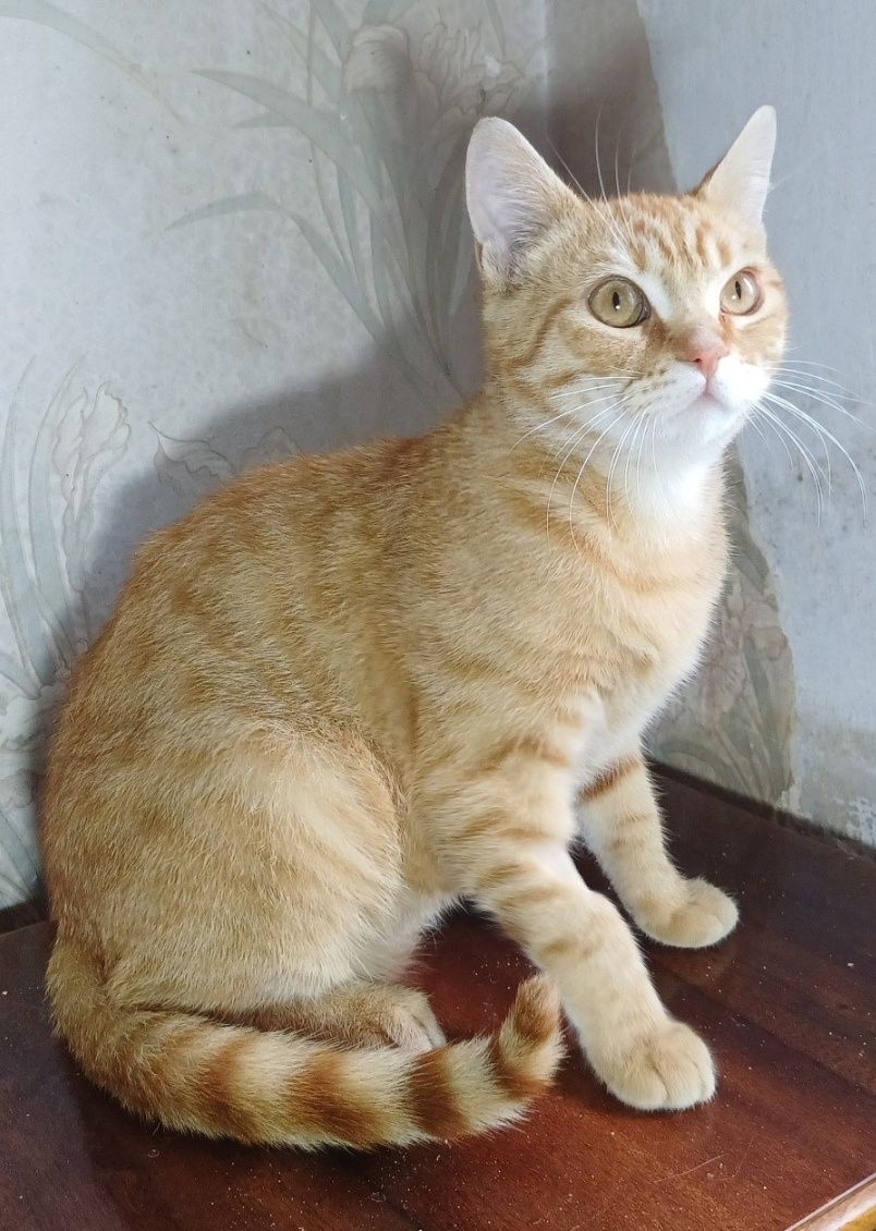 Кастрированный котик.