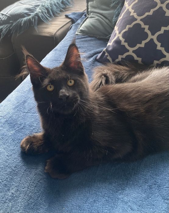 Czarny kocurek rodowod maine coon z hodowli Enklawa*PL