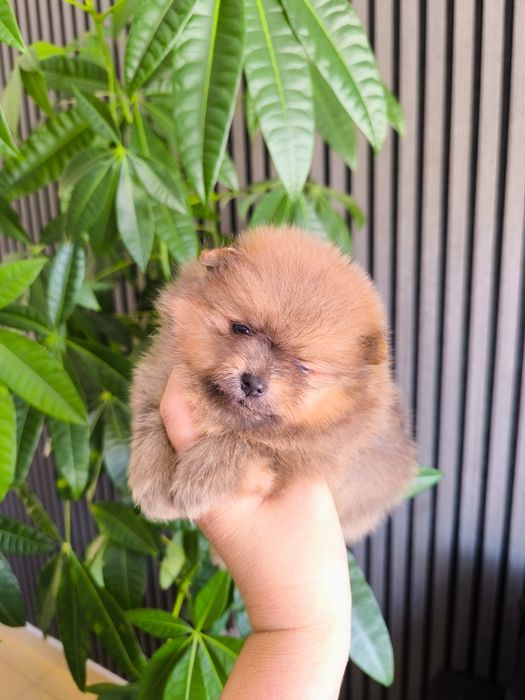 Spitz Anão/ Lulu da Pomerânia olhos azuis  Mini.