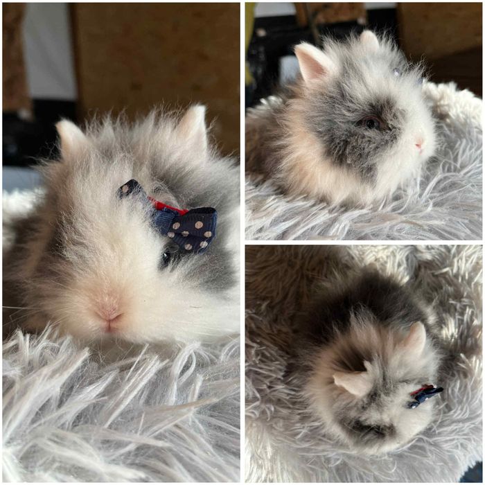 Karzełki Teddy Mini