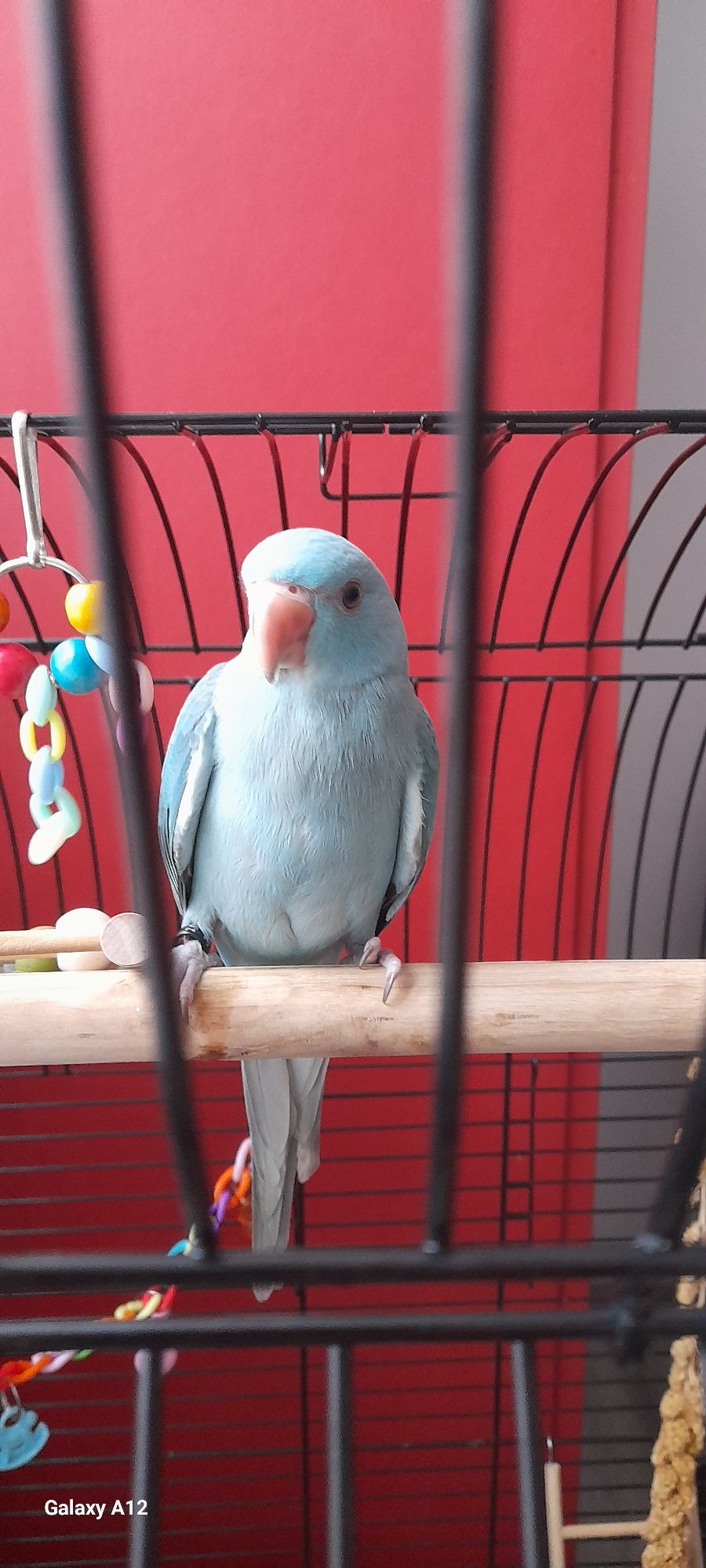 Ring neck com gaiola