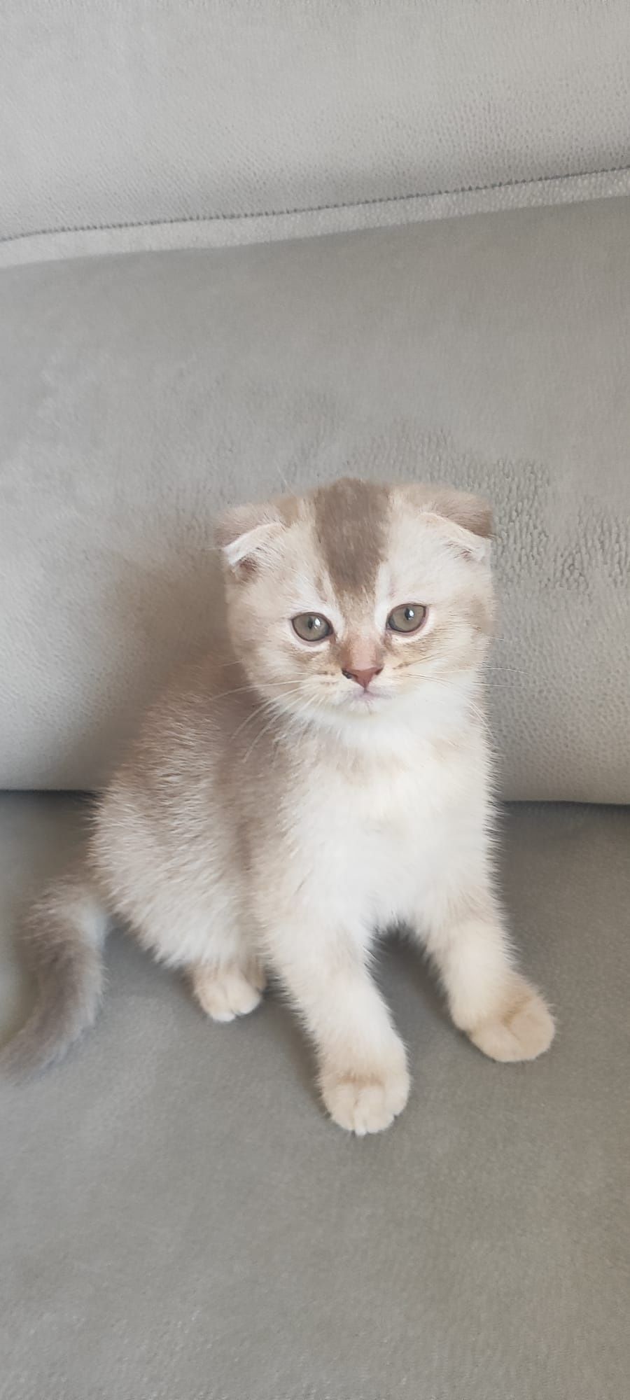 Gatinho scottish fold