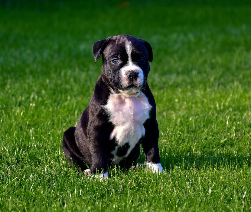 American Staffordshire Terrier FCI samiec