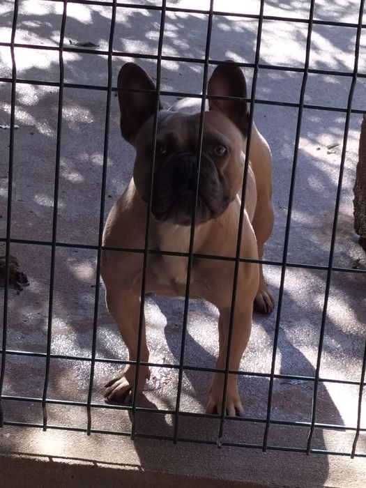 bulldog para montas
