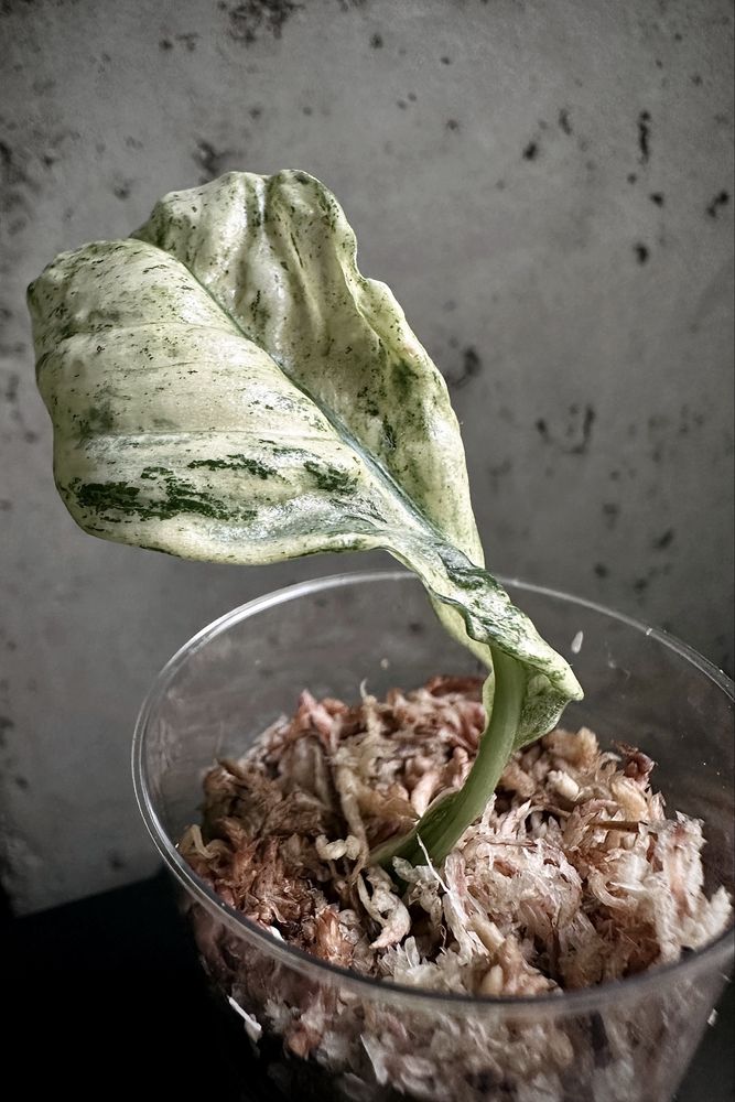 Rhaphidophora puberula variegata - rzadka roślina kolekcjonerska