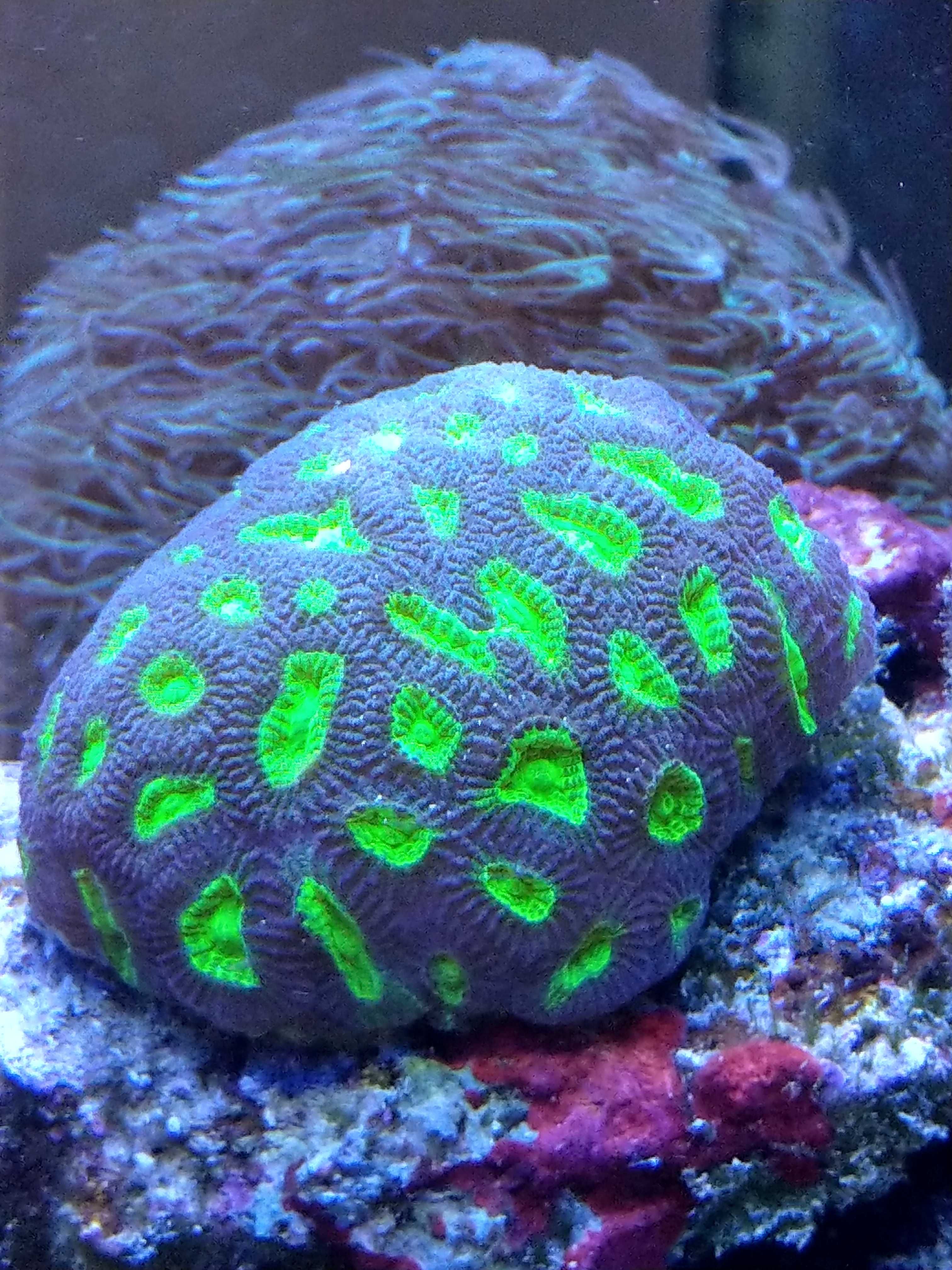 Favia Alien Eye LPS