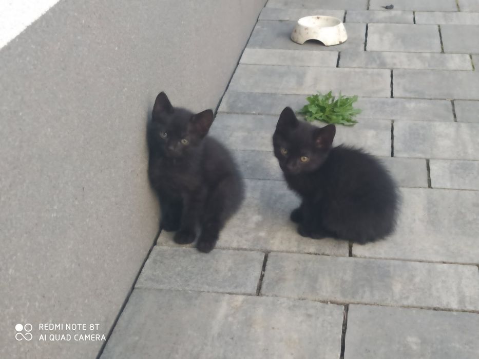 Oddam Kotki w dobre ręce