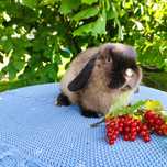 Mini lop rasowy metryka legalna hodowla miniaturka baranek