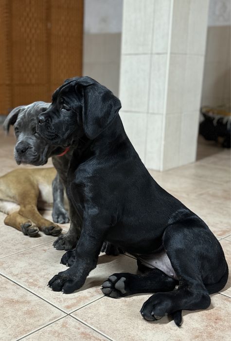 Cane Corso Italiano