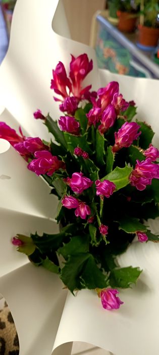 Шлюмбергера,білий яскраво-рожевтй  кучерявий