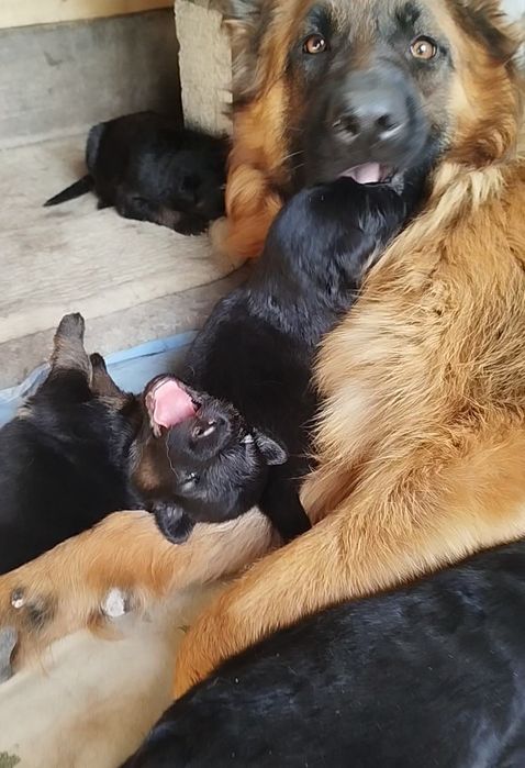 Цуценята німецької вівчарки ДШ