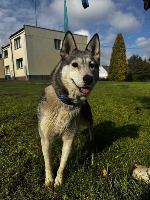 Luna w typie Husky szuka domu