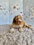Lagotto Romagnolo- pomaranczowy piesek z rodowodem FCI