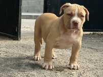 American bully Macho