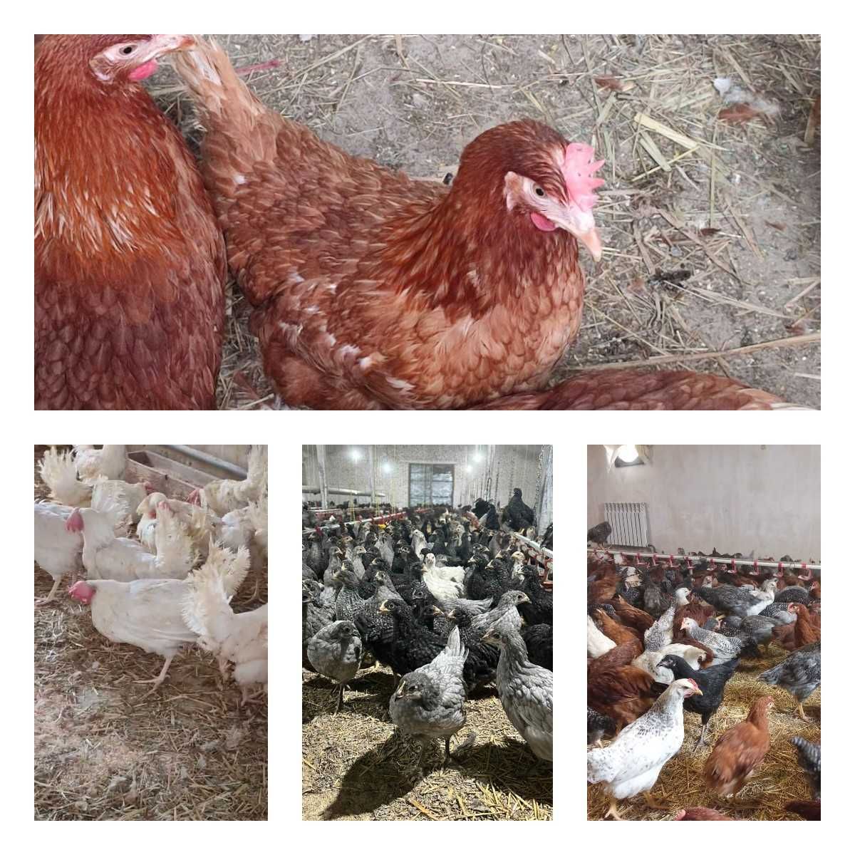 Продам кури несушки! Доставка безкоштовна. Ріпки!