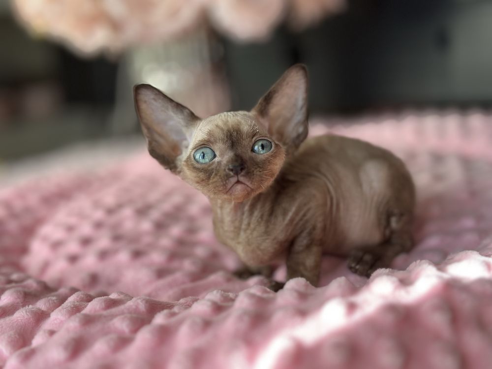 Niebieskooki chlopiec devon rex