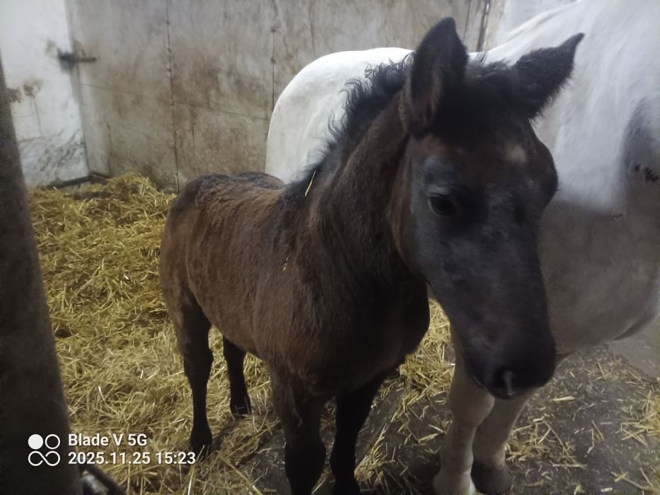 Klacz 7 lat że zrebakiem