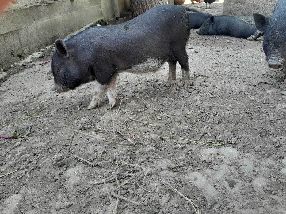 Поросята в'єтнамці