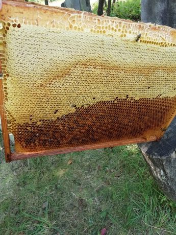 Обміняю мед