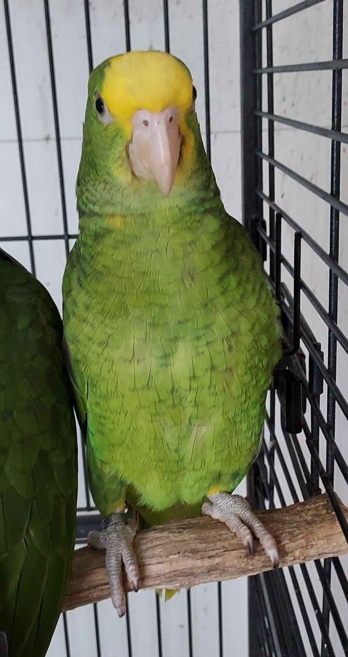 Amazona oratrix.